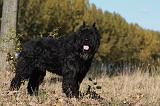 BOUVIER DES FLANDRES 283